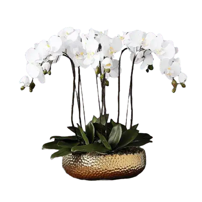 6 Stems White Phalaenopsis Arrangement in Golden Pot