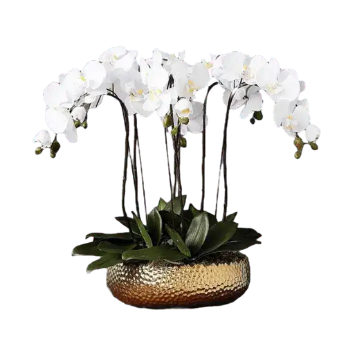 6 Stems White Phalaenopsis Arrangement in Golden Pot