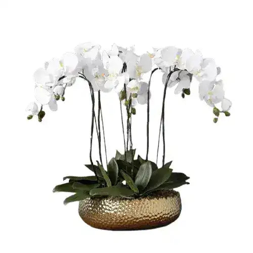 6 Stems White Phalaenopsis Arrangement in Golden Pot