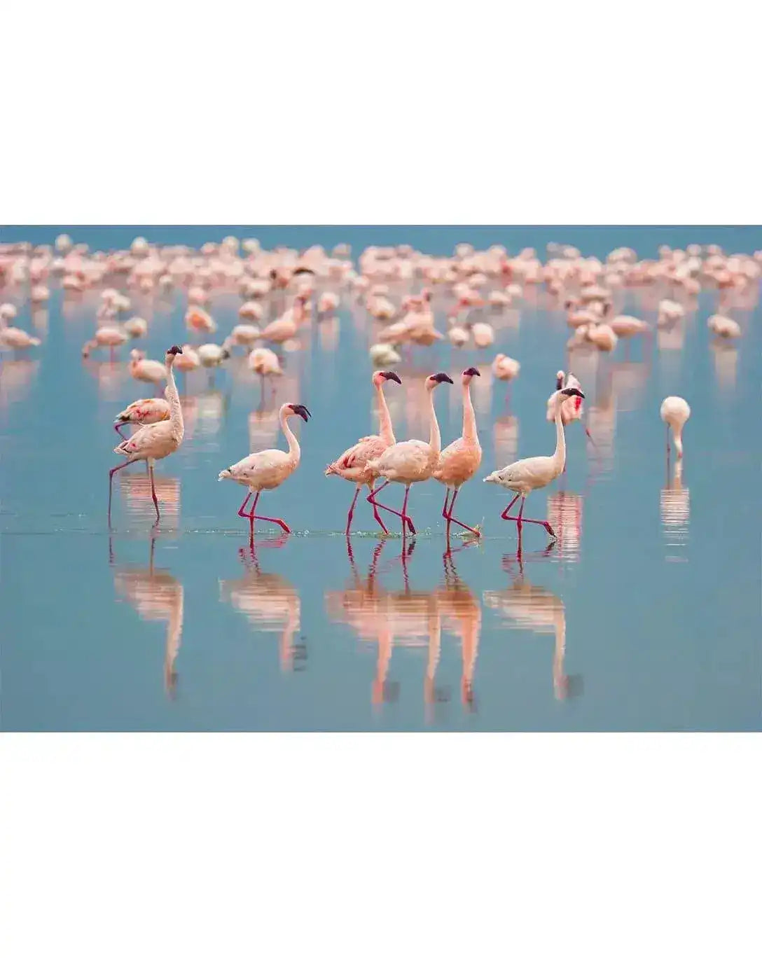 Tropical Pink Flamingos Wall Mural